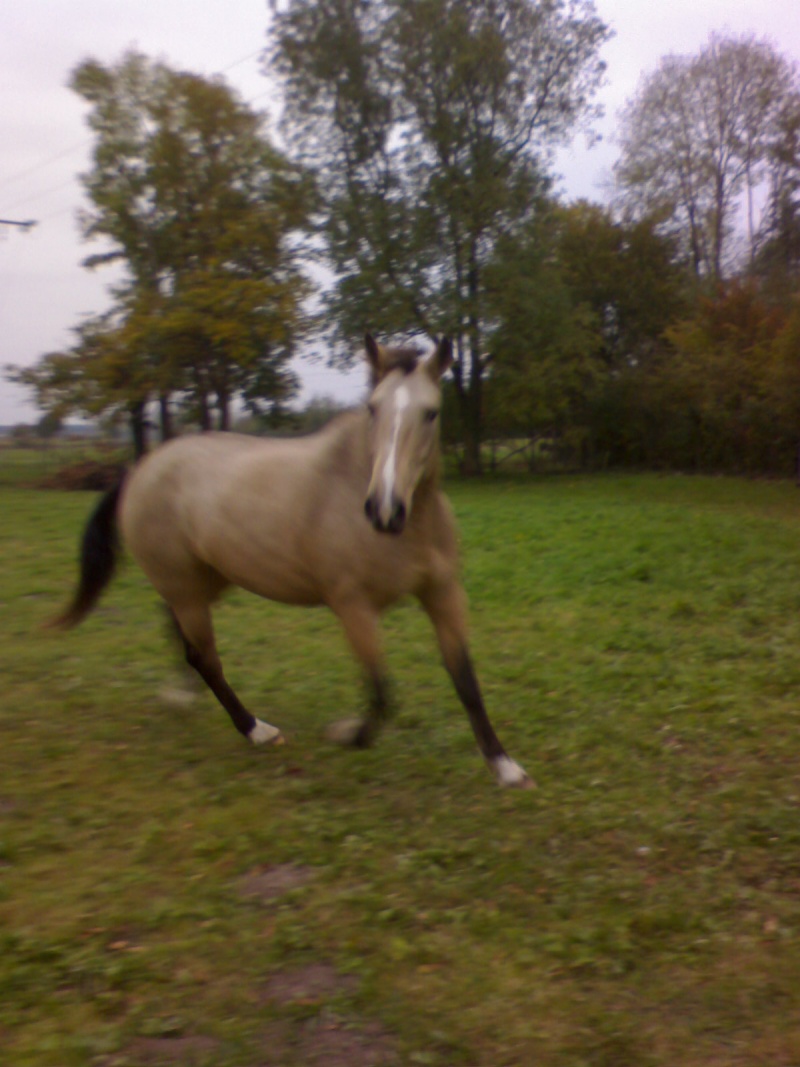 Calypso, un cheval pas comme les autres... Dsc00810