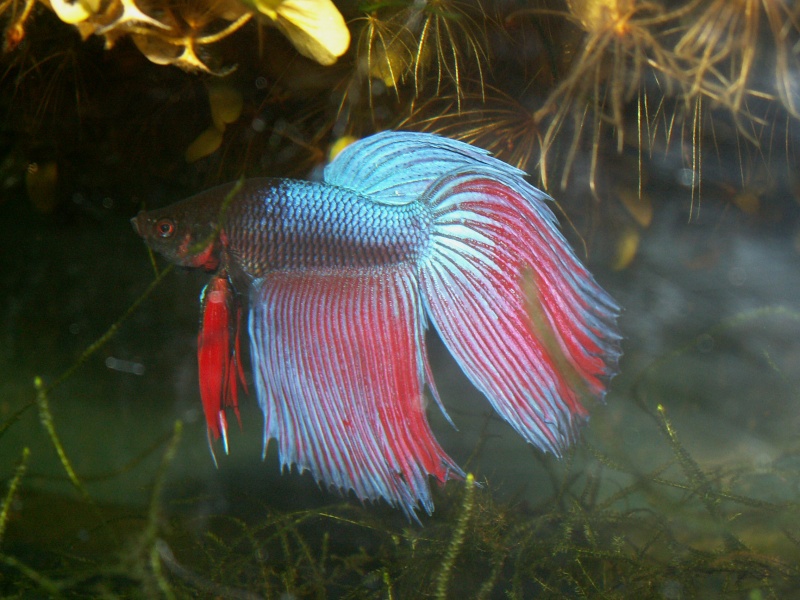 le classic betta splendens Betta_10