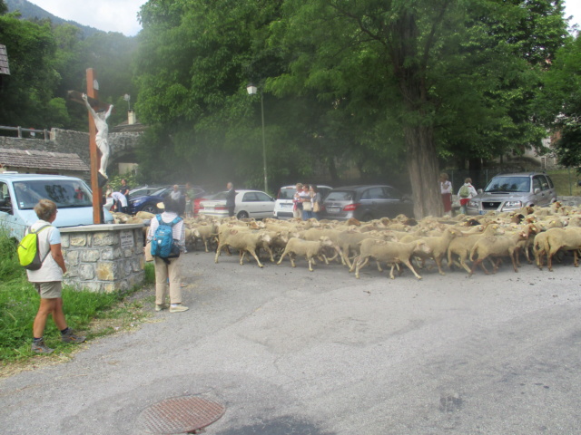 la transhumance des moutons Img_2019