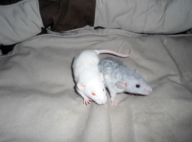 2 ratons bleu et albi dumbo, rex et lisse à adopter (91-92) Babas_15