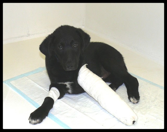  URGENT ASSOCIATION pour chienne BELLA x labrador sable trouvée blessée La Chevrolière 44 besoin examens et soins - Page 6 P1060710