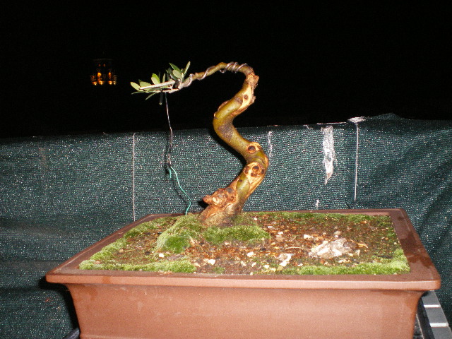 Un olivo bonsái Imgp5918