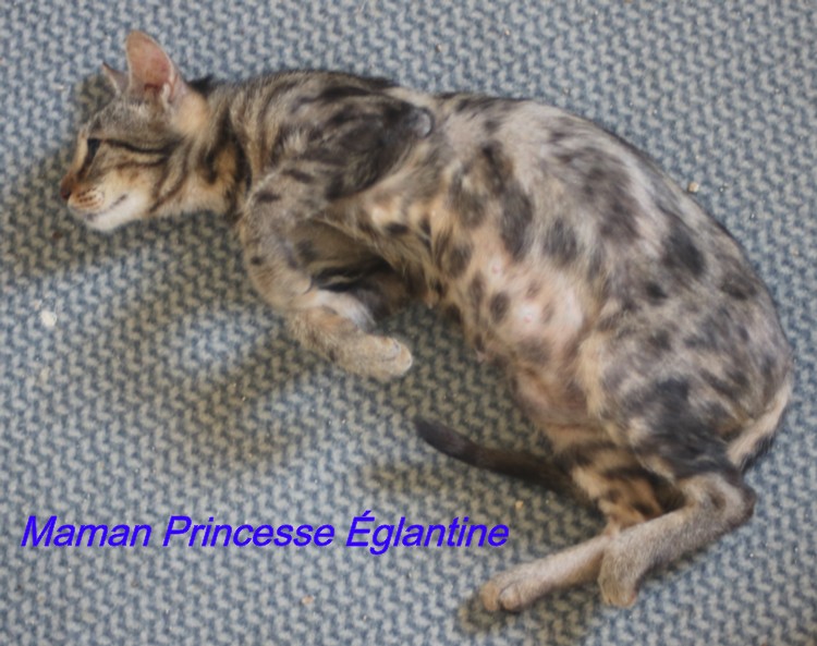 PRINCESSE EGLANTINE - tigrée (2022) et ses chatons (adoptés) Copi2194