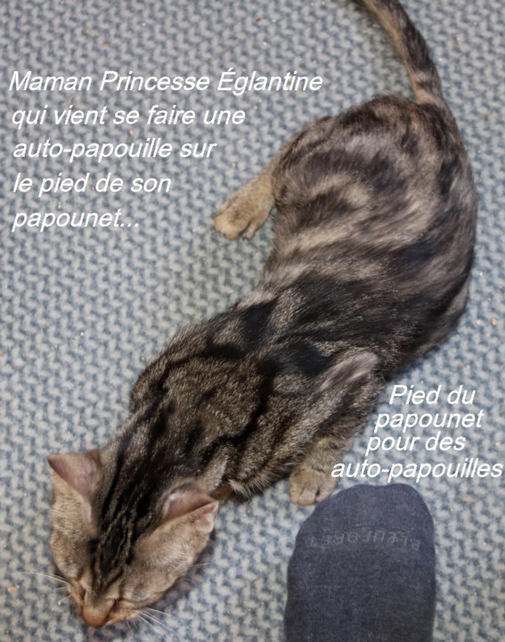 PRINCESSE EGLANTINE - tigrée (2022) et ses chatons (adoptés) Copi2195