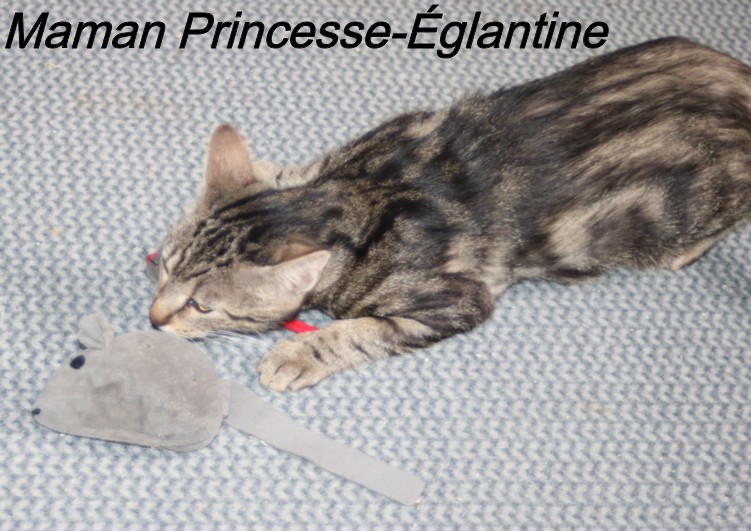 PRINCESSE EGLANTINE - tigrée (2022) et ses chatons (adoptés) Copi2248