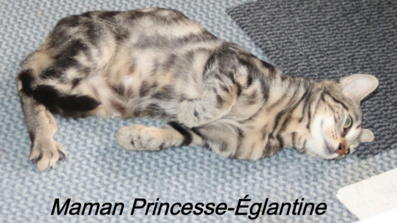 PRINCESSE EGLANTINE - tigrée (2022) et ses chatons (adoptés) Copi2251