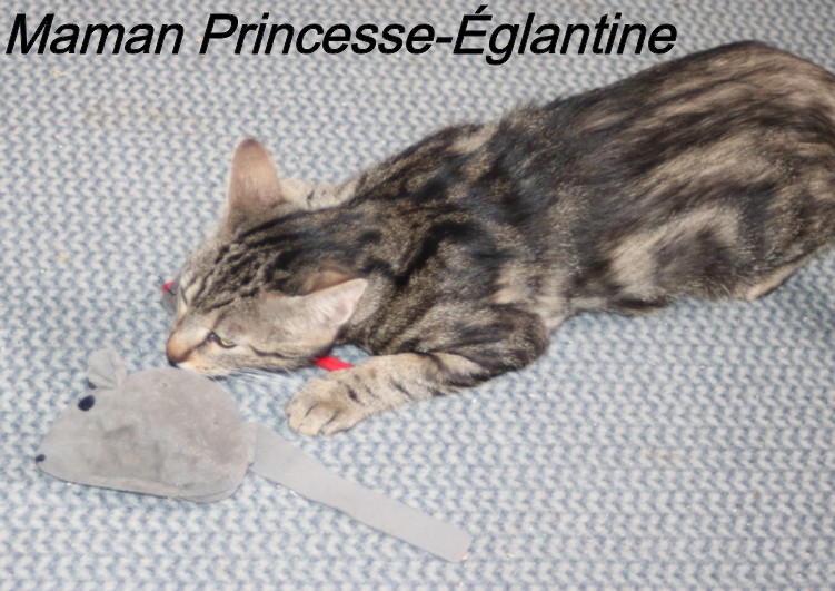 PRINCESSE EGLANTINE - tigrée (2022) et ses chatons (adoptés) Copi2253