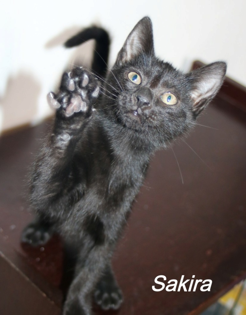 PRINCESSE EGLANTINE - tigrée (2022) et ses chatons (adoptés) Copi2257