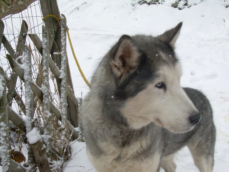 URGENCE TOPAZE husky 8 ans PAR j'aime jouer avec les chats  (17) ADOPTE - Page 5 0111010