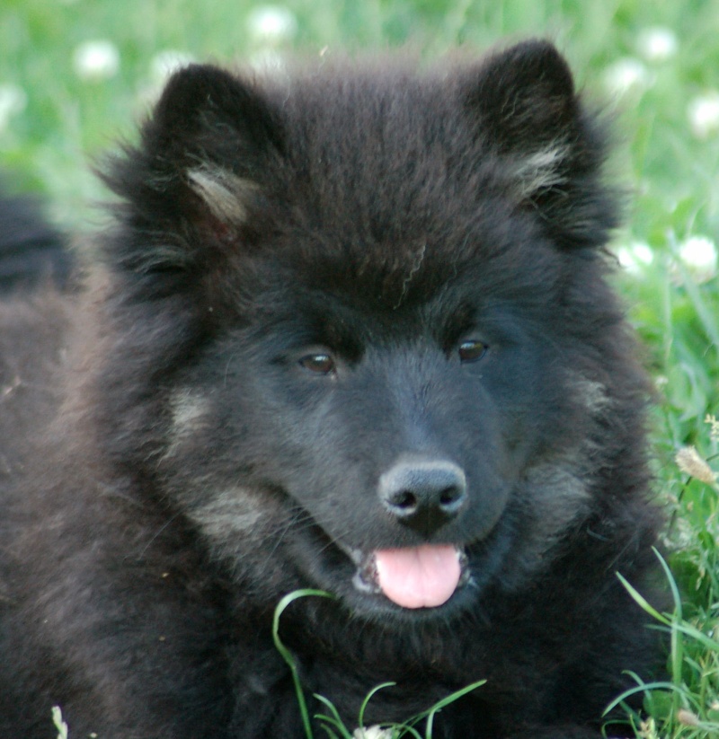 Eurasier 500mg 7j/7 - Page 3 3_mois10