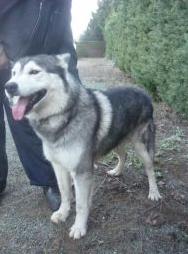 UXO MALAMUTE MALE DE 6 ANS REF (49) ADOPTE Uxo210