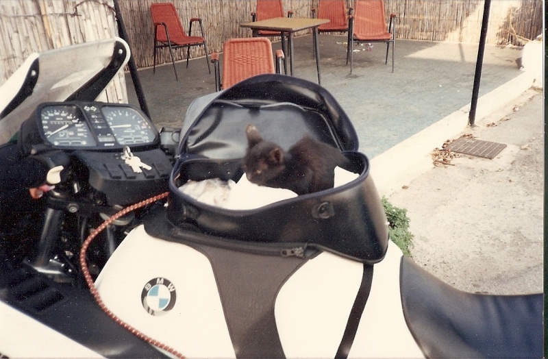 Le concours de Décembre 2009: Votre moto et les animaux. Numari13