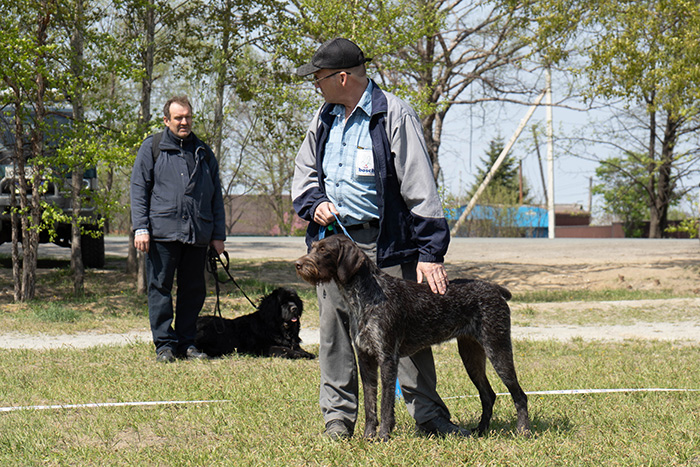 Национальная выставка "Немецкий дратхаар", 12.05.2019, г.Владивосток Dsc00830