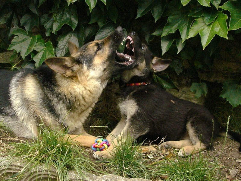 Concours Photo "Votre Chien et le jeu" - Page 3 Dsc00011