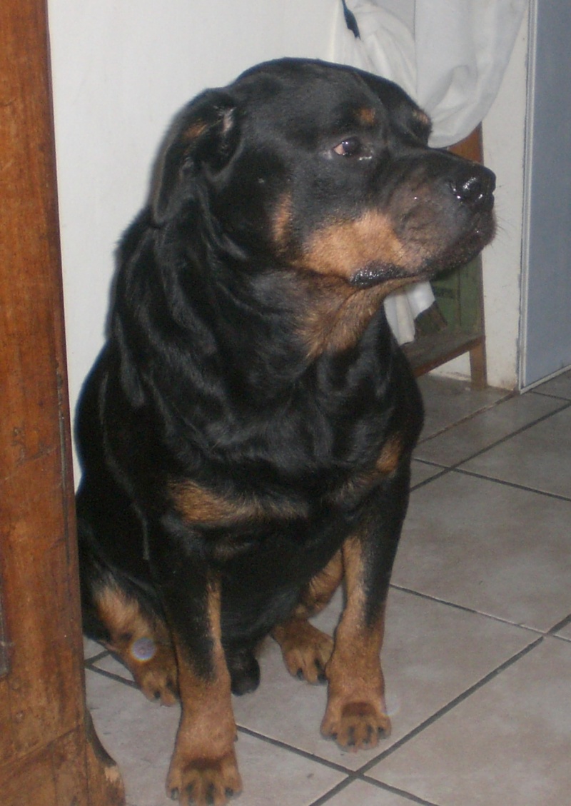 LEON un petit nouveau rott de 8 ans Laon10