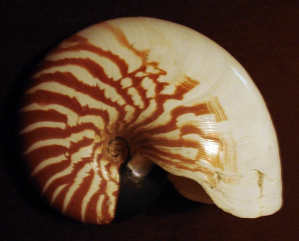 Nautilus macromphalus G.B. Sowerby II, 1849 Nautil10