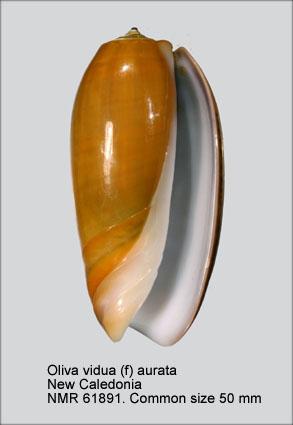 Viduoliva vidua f. aurata (Roding, 1798) - Worms = Oliva vidua (Röding, 1798) Oliva210