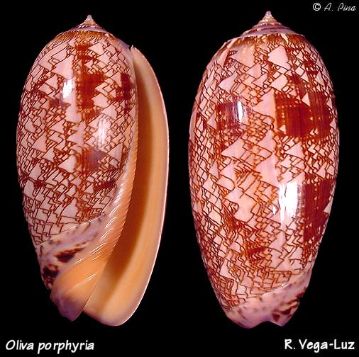 Olividae - Olivinae : Porphyria porphyria (Linnaeus, 1758) - Worms = Oliva porphyria (Linnaeus, 1758) Oliva_10