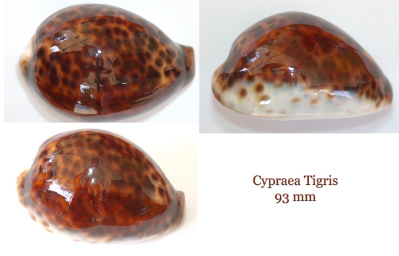 Cypraea tigris tigris - Linnaeus, 1758 Tigris10