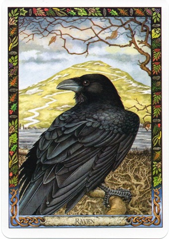 The Druids!! Tarot and Oracles Raven10