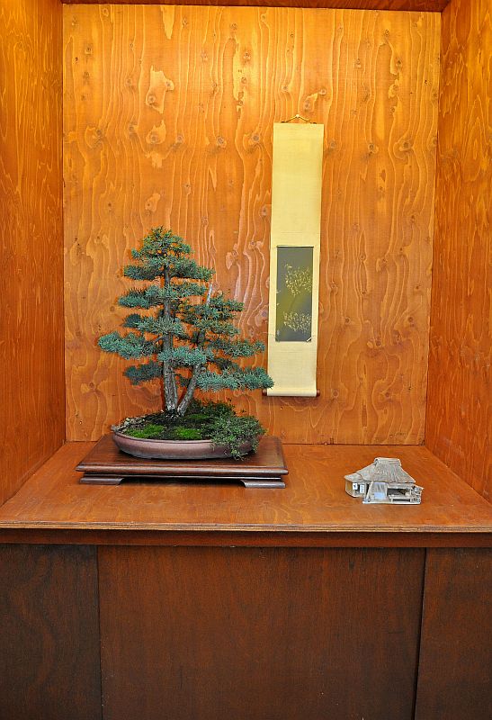 MY VISIT TO THE DESHIMA BONSAI STUDIO (NL) FOR THE ONE YEAR ANNIVERSARY OF THE BONSAI CAFE. 5-1-2011