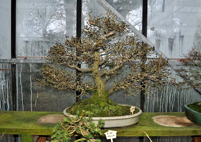 MY VISIT TO THE DESHIMA BONSAI STUDIO (NL) FOR THE ONE YEAR ANNIVERSARY OF THE BONSAI CAFE. 5-1-2019