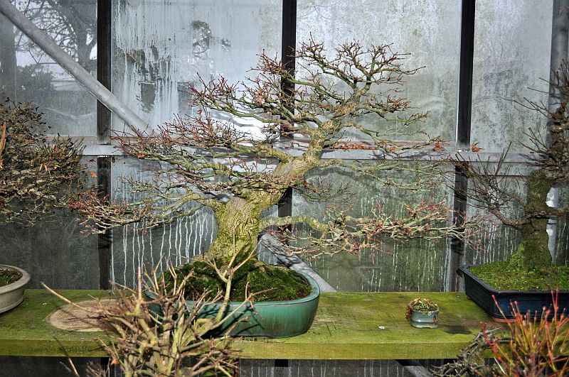 MY VISIT TO THE DESHIMA BONSAI STUDIO (NL) FOR THE ONE YEAR ANNIVERSARY OF THE BONSAI CAFE. 5-1-2020
