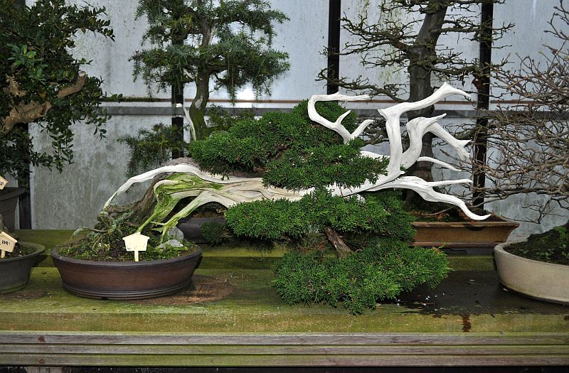 MY VISIT TO THE DESHIMA BONSAI STUDIO (NL) FOR THE ONE YEAR ANNIVERSARY OF THE BONSAI CAFE. 5-1-2022