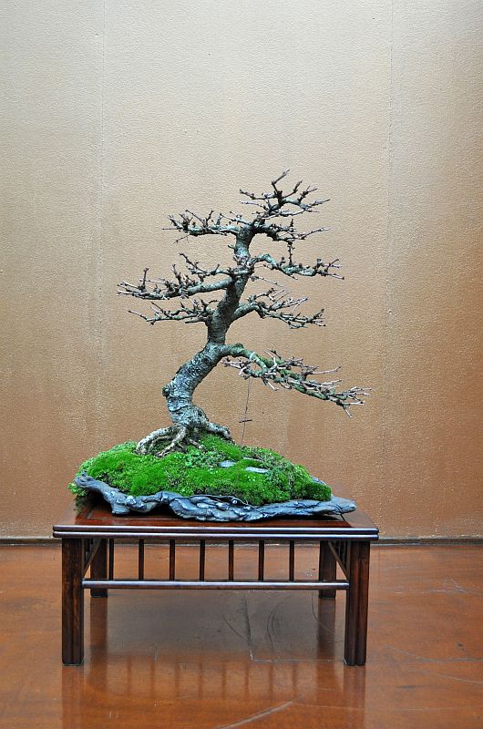 MY VISIT TO THE DESHIMA BONSAI STUDIO (NL) FOR THE ONE YEAR ANNIVERSARY OF THE BONSAI CAFE. 5-1-2023