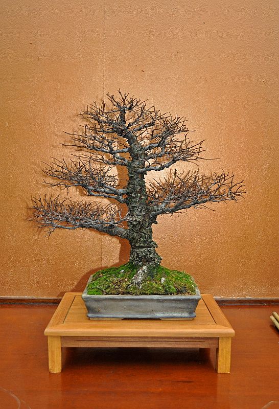 MY VISIT TO THE DESHIMA BONSAI STUDIO (NL) FOR THE ONE YEAR ANNIVERSARY OF THE BONSAI CAFE. 5-1-2024