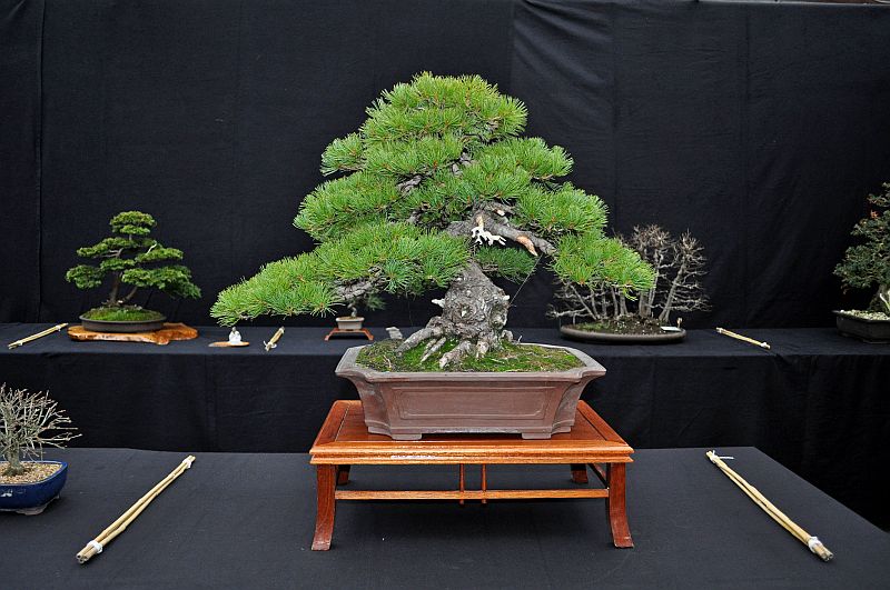 MY VISIT TO THE DESHIMA BONSAI STUDIO (NL) FOR THE ONE YEAR ANNIVERSARY OF THE BONSAI CAFE. 5-1-2025