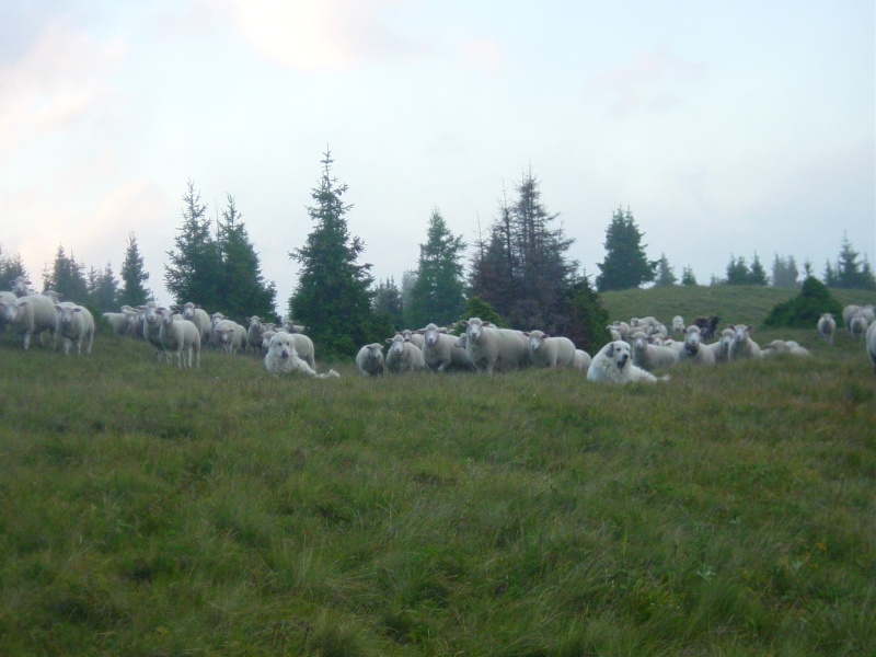 Des chiens de bergers... Dsc00911