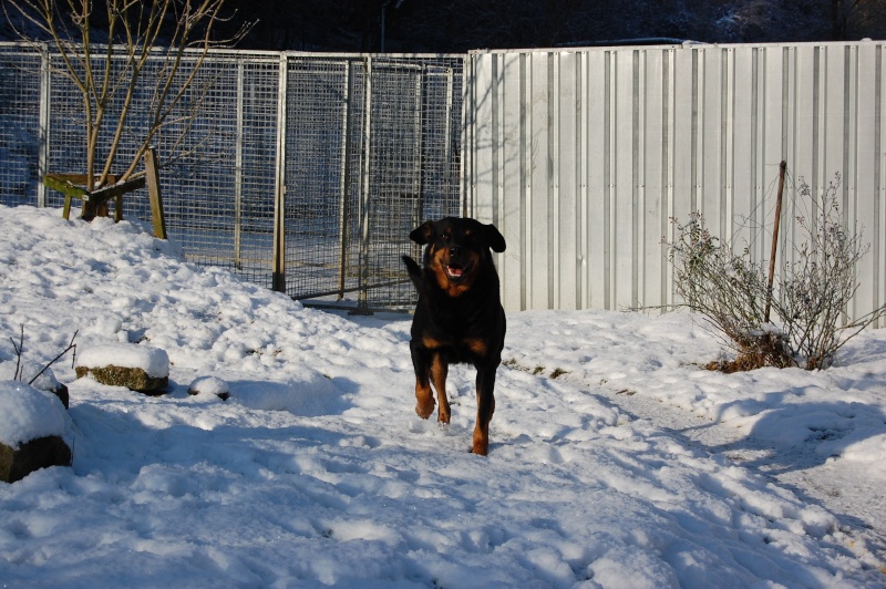 KELSO, X beauceron de 5 ans: une pépite pour maître connaisseur (60) - Page 5 Dsc_1010