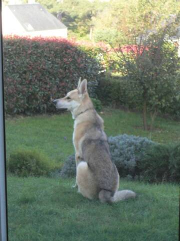 Urgent Sos Folken X Chien Loup Tchèque 7 Ans 60 Plus