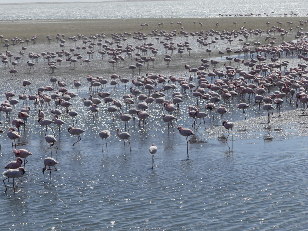 Namibie Octobre 2019 P1010624