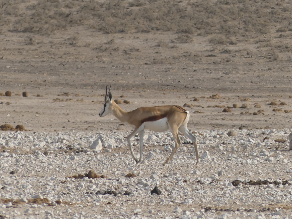 Namibie Octobre 2019 P1010814