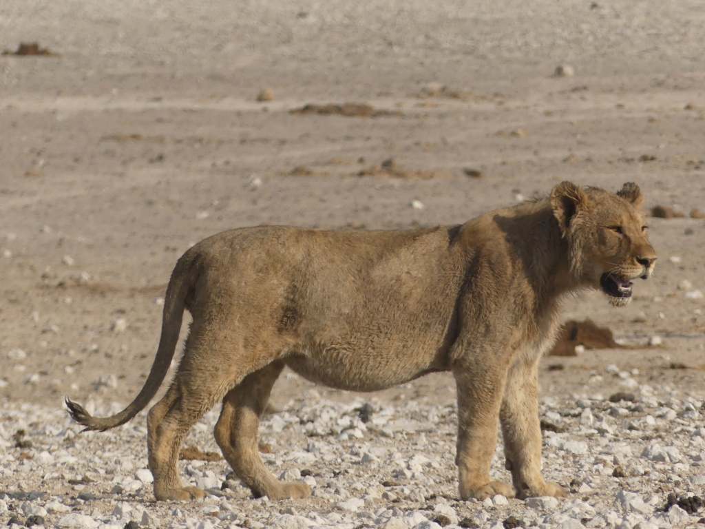 Namibie Octobre 2019 P1010816