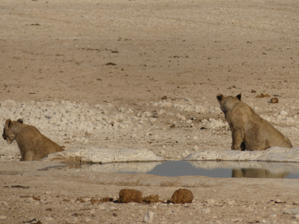 Namibie Octobre 2019 P1020011