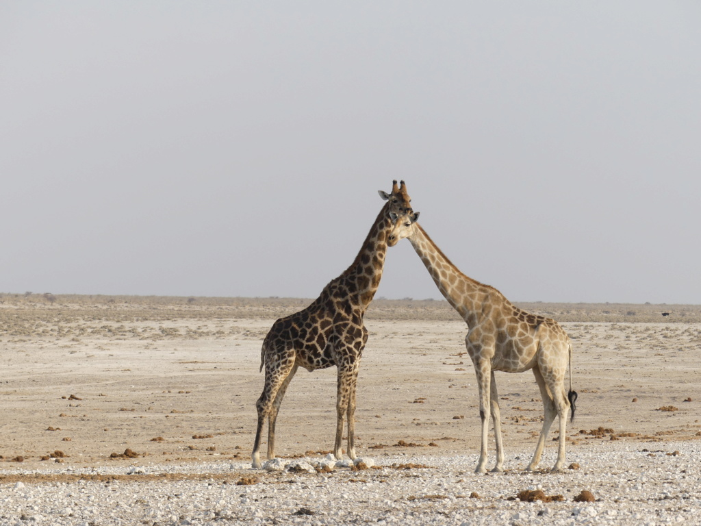 Namibie Octobre 2019 P1020012