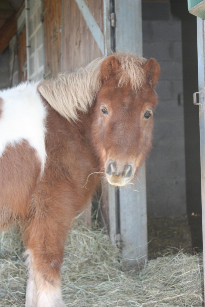 PONEYS SHETLANDS Img_3014