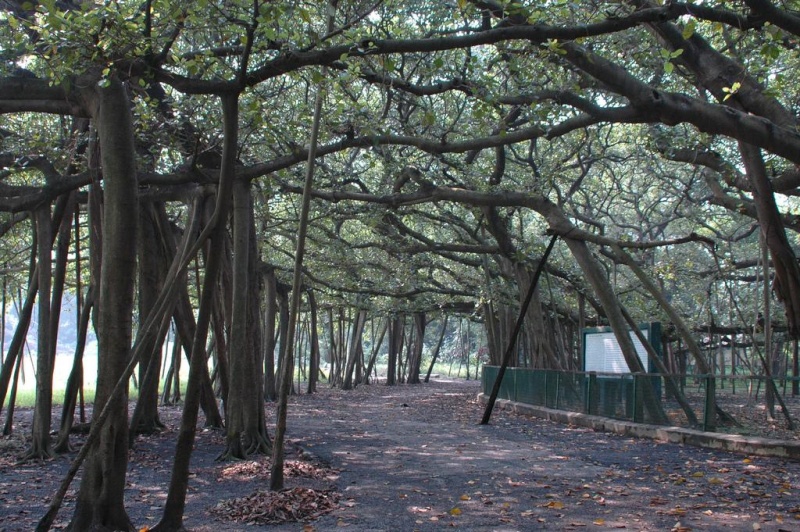 Great Banyan Tree, Calcutta, India Greatb10