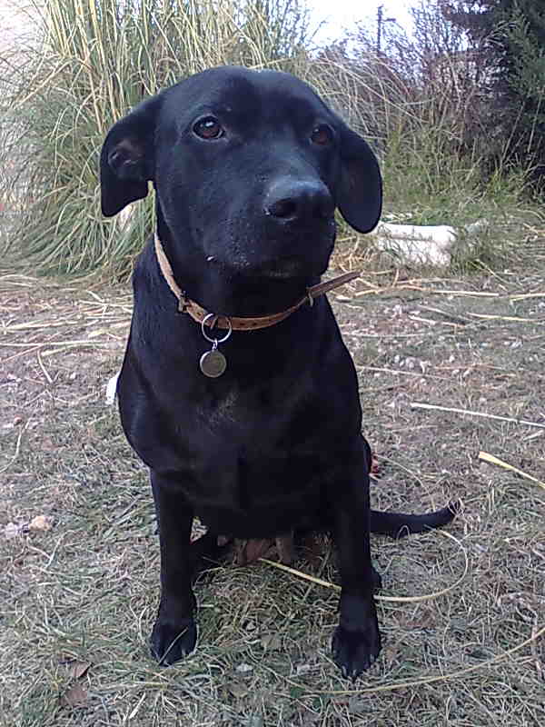 Blaika, pauvre labrador noire de 4 ans... (34) Photo010