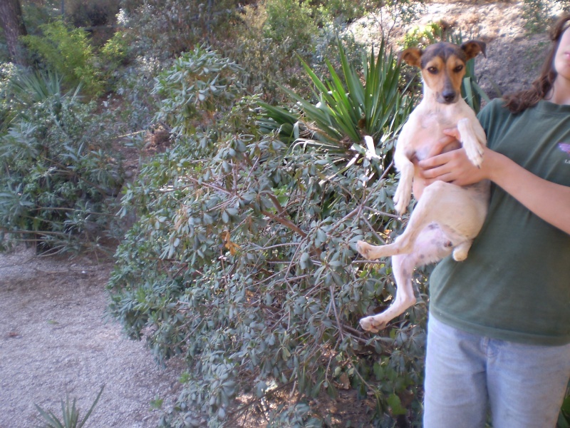 Mosela, petite chienne sauvée de fourrière d'espagne  Mosela10