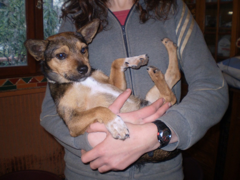 A adopter Nano, 18 mois, tout petit chien rescapé des fourrières d'espagne. Nano115