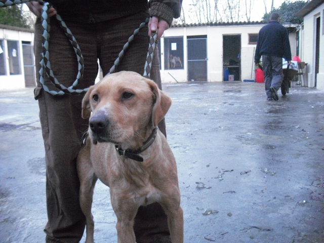 DIPSY petite labrador de 1 an - Aunay sur Odon 14 Cimg2611