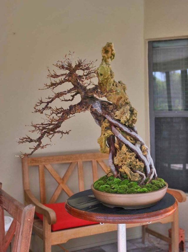 Restyling Root Over Rock Ficus Microcarpa. Salica10