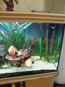 mon 450 litre a discus (amozonien) 10012214