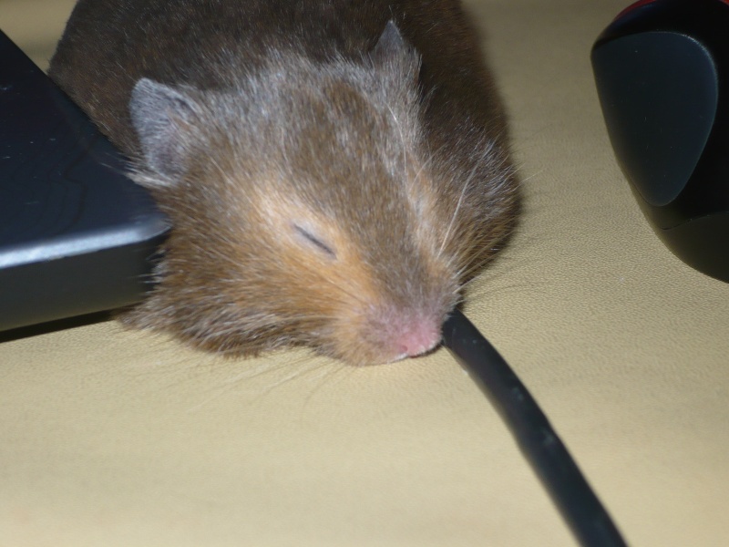 mon hamster P1050711