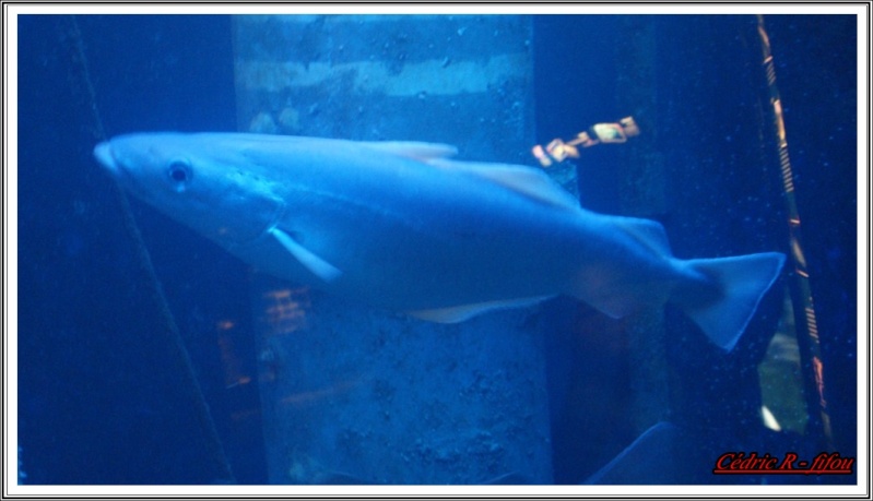 petit voyage au grand aquarium a St Malo (dep:35) Dsc07613