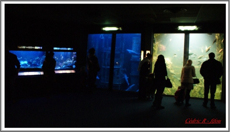 petit voyage au grand aquarium a St Malo (dep:35) Dsc07617
